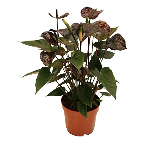 Exotenherz - Anthurium andreanum "Black Karma" - mit schwarzer Blüte im 12cm Topf von exotenherz