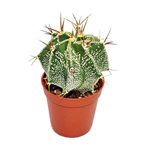 Exotenherz - Astrophytum ornatum - Bischofsmütze - im 5,5cm Topf Exotenherz - Astrophytum ornatum - Bischofsmütze - im 5,5cm Topf von exotenherz