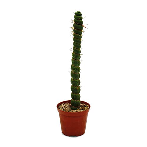 Exotenherz - Ausgefallener Kaktus - Eulychnia castanea spiralis - Die stachelige Wendeltreppe - Absolute Rarität - 8,5cm Topf von exotenherz