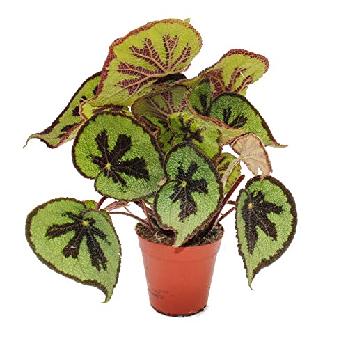 Exotenherz - Blatt-Begonie - Begonia masoniana Mountain - braune Blätter mit Zeichnung- 15cm Topf von exotenherz