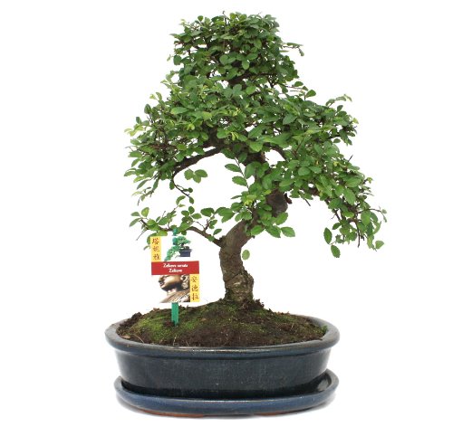 Exotenherz - Bonsai Chinesische Ulme - Ulmus parviflora - ca. 10 Jahre von exotenherz