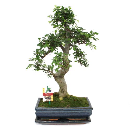 Exotenherz - Bonsai Chinesische Ulme - Ulmus parviflora - ca. 12-15 Jahre von exotenherz