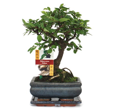 Exotenherz - Bonsai Chinesische Ulme - Ulmus parviflora - ca. 6 Jahre - Kugelform von exotenherz