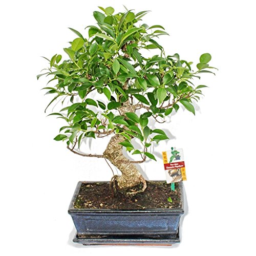 Exotenherz - Bonsai Chinesischer Feigenbaum - Ficus retusa - ca. 10 Jahre von exotenherz