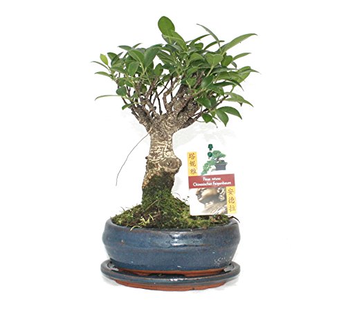 Exotenherz - Bonsai Chinesischer Feigenbaum - Ficus retusa - ca. 6 Jahre - Kugelform von exotenherz