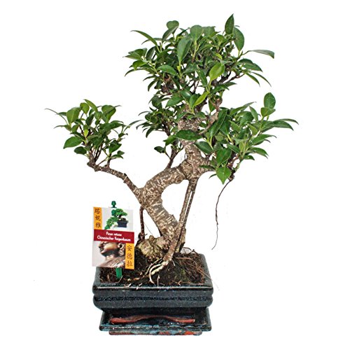 Exotenherz - Bonsai Chinesischer Feigenbaum - Ficus retusa - ca. 6 Jahre von exotenherz