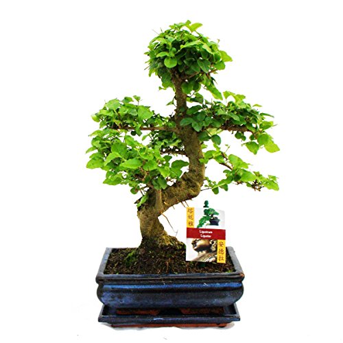 Exotenherz - Bonsai Chinesischer Liguster - Ligustrum sinensis - ca. 8 Jahre von exotenherz