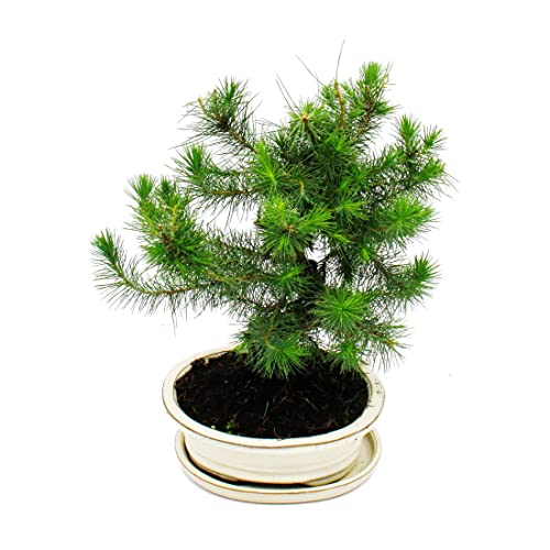 Exotenherz - Bonsai - Pinus halepensis - Aleppo-Kiefer - ca. 9 Jahre alt von exotenherz