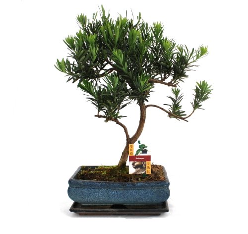 Exotenherz - Bonsai Steineibe - Podocarpus macrophyllus - ca. 12-15 Jahre von exotenherz