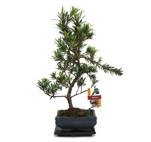 Exotenherz - Bonsai Steineibe - Podocarpus macrophyllus - ca. 6 Jahre von exotenherz