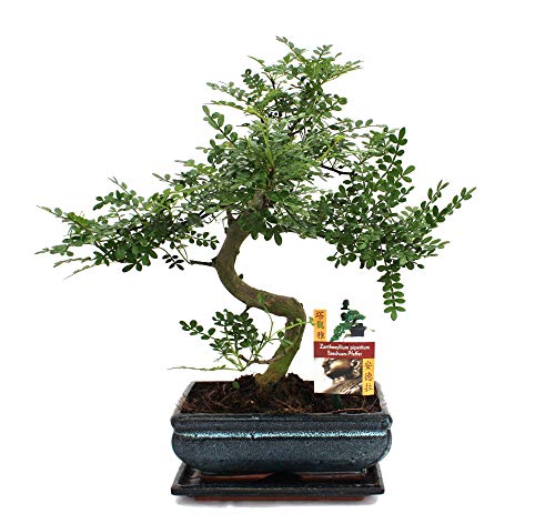 Exotenherz - Bonsai Szechuan-Pfeffer - Zanthoxylum piperitum - ca. 10 Jahre von exotenherz