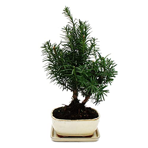 Exotenherz - Bonsai - Taxus media - Becher-Eibe - ca. 9 Jahre alt von exotenherz