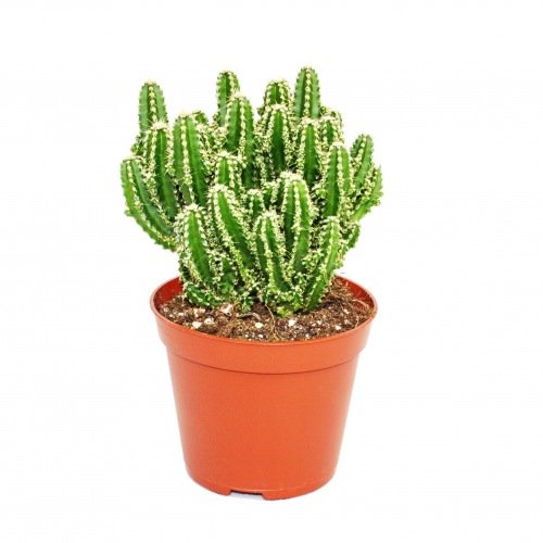 Exotenherz - Cereus floridianus - Grünfinger - im 8,5cm Topf Exotenherz - Cereus floridianus - Grünfinger - im 8,5cm Topf von exotenherz