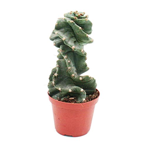 Exotenherz - Cereus jamacaru "Spiralis" - Spiralkaktus - im 11cm Topf Exotenherz - Cereus jamacaru "Spiralis" - Spiralkaktus - im 11cm Topf von exotenherz