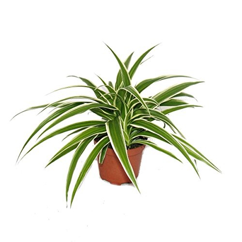 Exotenherz - Chlorophytum - Grünlilie - Brautschleppe - 9cm Topf - Zimmerpflanze von exotenherz