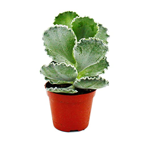 Exotenherz - Cotyledon undulata - Silberkrone - Muschel-Sukkulente - im 8,5cm Topf von exotenherz