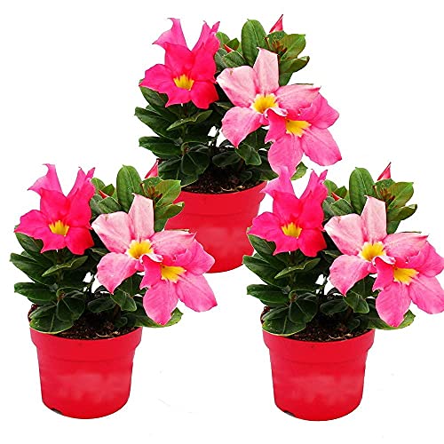 Exotenherz - Dipladenia - Chilenischer Jasmin - 10cm Topf - Set mit 3 Pflanzen - rosa von exotenherz