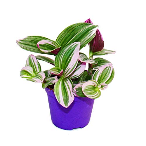 Exotenherz - Dreimasterblume - Tradescantia "Nanouk" - pflegeleichte hängende Zimmerpflanze - 9cm Topf - pink von exotenherz