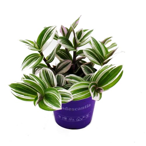 Exotenherz - Dreimasterblume - Tradescantia "White" - pflegeleichte hängende Zimmerpflanze - 12m Topf - weiss von exotenherz
