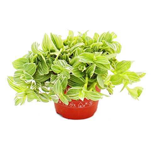Exotenherz - Dreimasterblume - Tradescantia fluminensis - mit weiss-bunten Blättern - Gottesauge - 12cm Topf Exotenherz - Dreimasterblume - Tradescantia fluminensis - mit weiss-bunten Blättern - Gottesauge - 12cm Topf von exotenherz