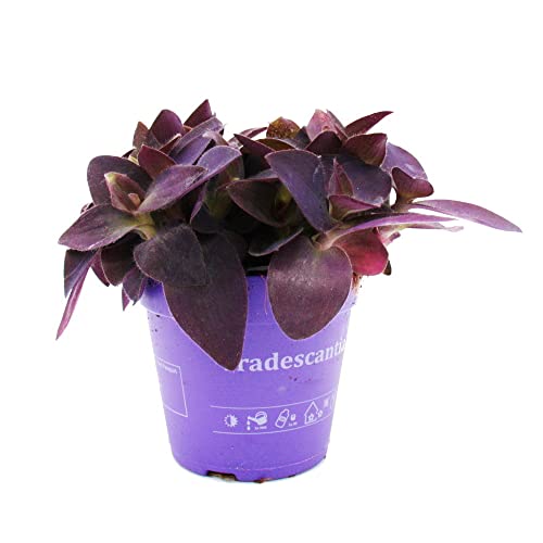 Exotenherz - Dreimasterblume - Tradescantia pallida - pflegeleichte hängende Zimmerpflanze - Rotblatt - 12cm Topf - lila von exotenherz