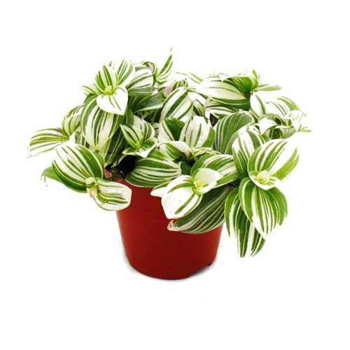 Exotenherz - Dreimasterblume - Tradescantia zebrina "Brightness" - pflegeleichte hängende Zimmerpflanze - 12m Topf - weiss Exotenherz - Dreimasterblume - Tradescantia zebrina "Brightness" - pflegeleichte hängende Zimmerpflanze - 12m Topf - weiss von exotenherz