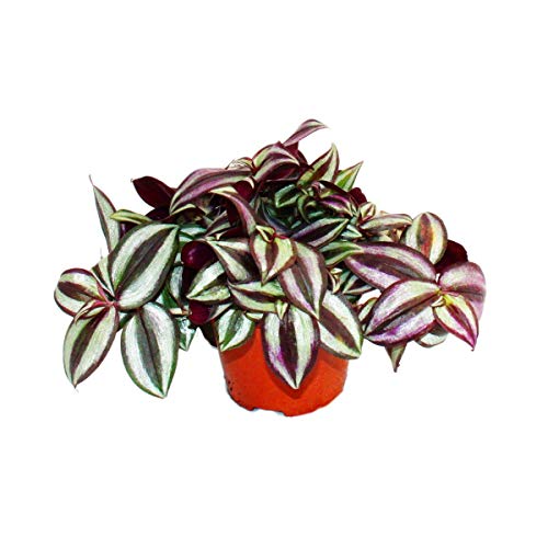 Exotenherz - Dreimasterblume - Tradescantia zebrina - pflegeleichte hängende Zimmerpflanze - 12cm Topf von exotenherz