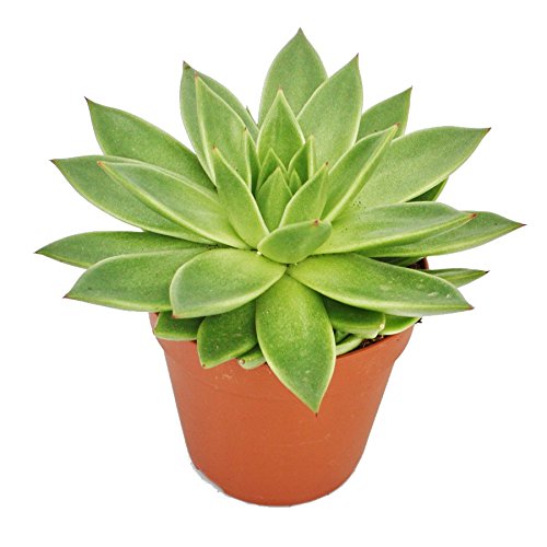 Exotenherz - Echeveria agavoides - große Pflanze im 12cm Topf Exotenherz - Echeveria agavoides - große Pflanze im 12cm Topf von exotenherz