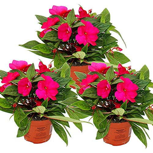 Exotenherz - Edel-Lieschen - Impatiens Neu-Guinea - 12cm Topf - Set mit 3 Pflanzen - Hot Pink von exotenherz
