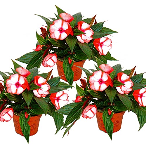 Exotenherz - Edel-Lieschen - Impatiens Neu-Guinea - 12cm Topf - Set mit 3 Pflanzen - Rot-Weiß von exotenherz