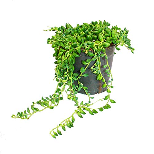 Exotenherz - Erbse am Band - Senecio herreanus im 12cm Topf von exotenherz