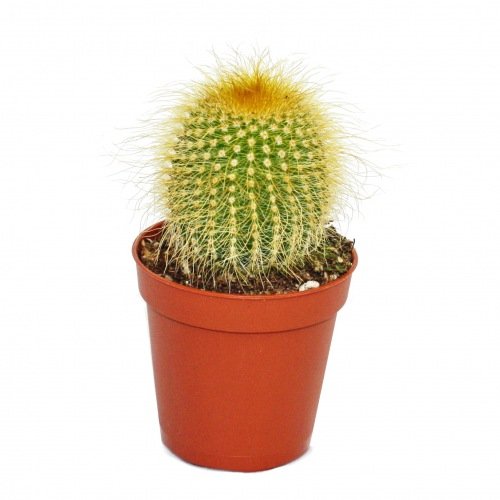 Exotenherz - Eriocactus leninghausii - kleine Pflanze im 5,5cm Topf Exotenherz - Eriocactus leninghausii - kleine Pflanze im 5,5cm Topf von exotenherz