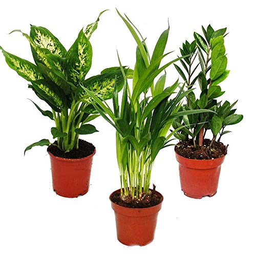 Exotenherz -Zimmerpflanzen-Set - Dieffenbachia - Dypsis lutescens - Zamioculcas - 3 Pflanzen - pflegeleicht - luftreinigend - 12cm Topf von exotenherz