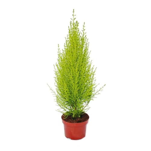 Exotenherz - Zimmerzypresse - Cupressus macrocarpa "Wilma" - 1 Pflanze - pflegeleicht - luftreinigend - 12cm Topf von exotenherz