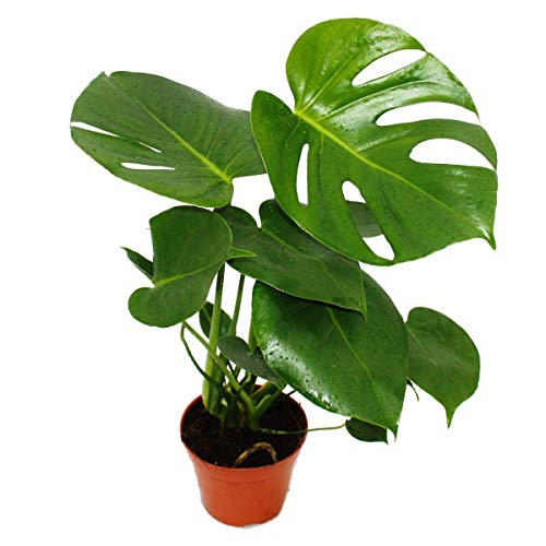 Exotenherz - Fensterblatt - Monstera deliciosa - 1 Pflanze - pflegeleicht - luftreinigend - 12cm Topf von exotenherz