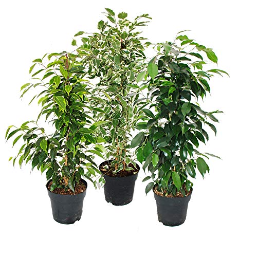 Exotenherz - Ficus benjamini - 3er Set - Anastasia - Twighlight - Danielle im 17cm Topf von exotenherz