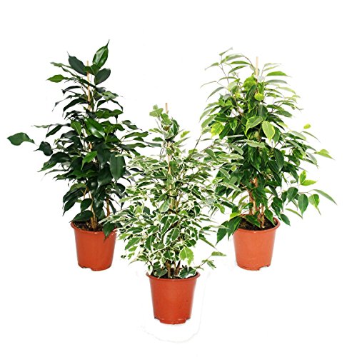 Exotenherz - Ficus benjamini - 3er Set - Danielle - Anastasia - Twighlight 12cm Topf von exotenherz