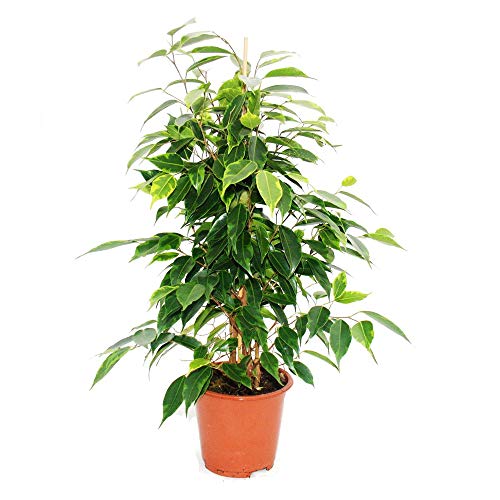 Exotenherz - Ficus benjamini "Anastasia", Birkenfeige 14cm von exotenherz