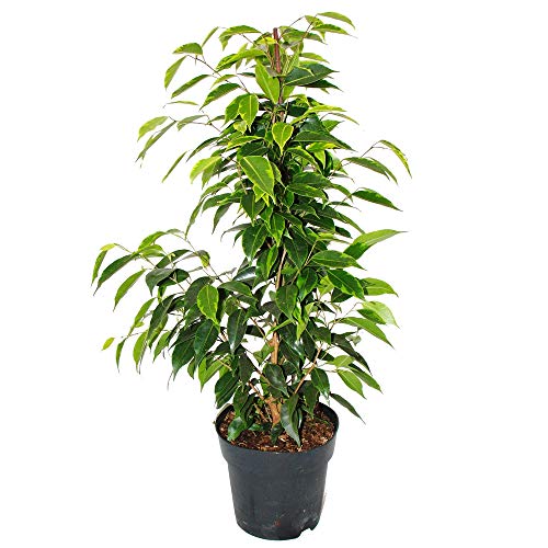 Exotenherz - Ficus benjamini "Anastasia" im 17cm Topf von exotenherz