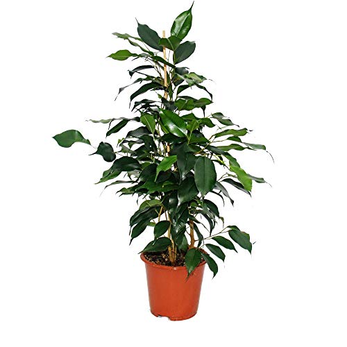 Exotenherz - Ficus benjamini "Danielle", Birkenfeige 14cm von exotenherz