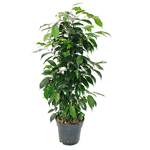 Exotenherz - Ficus benjamini "Danielle" im 17cm Topf Exotenherz - Ficus benjamini "Danielle" im 17cm Topf von exotenherz