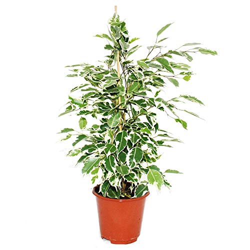 Exotenherz - Ficus benjamini "Twilight", Birkenfeige 14cm von exotenherz