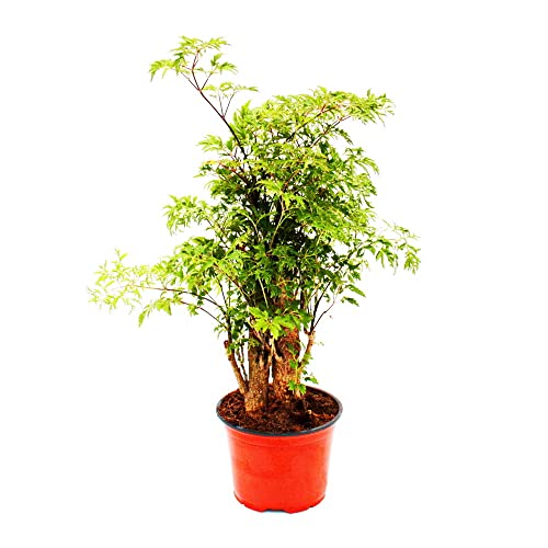 Exotenherz - Fiederaralie - Polyscias fruticosa - pflegeleichte Zimmerpflanze mit Stamm - 12cm Topf von exotenherz