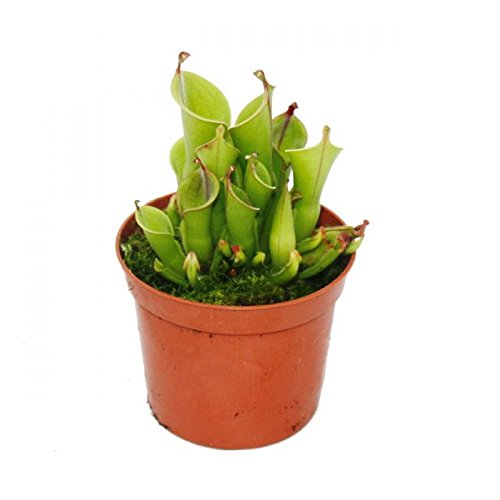 Exotenherz - Fleischfressende Pflanze - Sumpfkrug - Heliamphora - 9cm Topf - Rarität von exotenherz