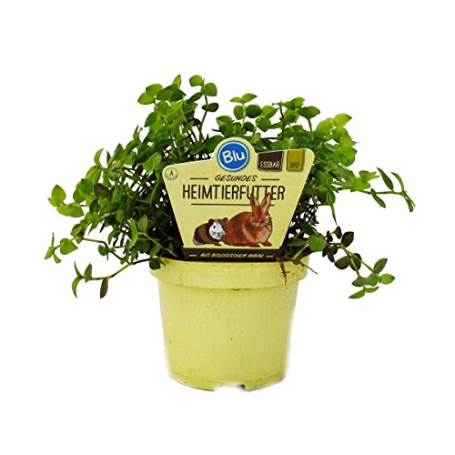 Exotenherz - Futterpflanze für Heimtiere - Callisia repens - Vitalfutter für Kaninchen, Ziervögel, Reptilien, Hamster und Meerschweinchen Exotenherz - Futterpflanze für Heimtiere - Callisia repens - Vitalfutter für Kaninchen, Ziervögel, Reptilien, Hamster und Meerschweinchen von exotenherz