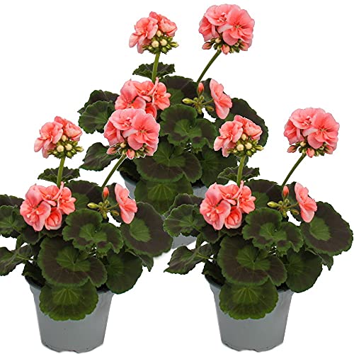 Exotenherz - Geranien stehend - Pelargonium zonale - 12cm Topf - Set mit 3 Pflanzen - rosa von exotenherz