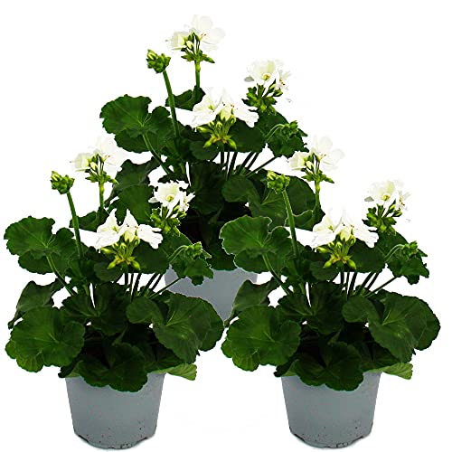Exotenherz - Geranien stehend - Pelargonium zonale - 12cm Topf - Set mit 3 Pflanzen - weiß von exotenherz