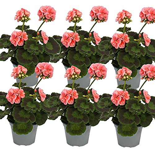 Exotenherz - Geranien stehend - Pelargonium zonale - 12cm Topf - Set mit 6 Pflanzen - rosa von exotenherz