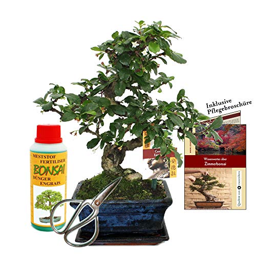 Exotenherz - Geschenkset Bonsai "Carmona" - Fukientee - ca. 6 Jahre alt - Anfänger-Set von exotenherz