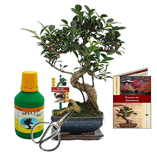 Exotenherz - Geschenkset Bonsai"Ficus" - Chinesischer Feigenbaum - ca. 6 Jahre alt - Anfänger-Set von exotenherz